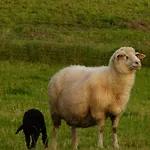 Kro Landgasthof Entenwirt