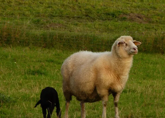 Gasthof Landgasthof Entenwirt