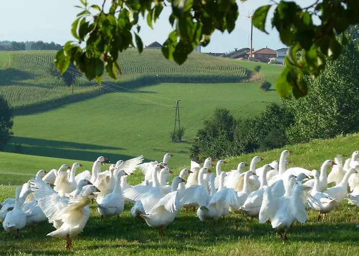 Landgasthof Entenwirt Gasthof 3*