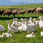 Locanda Landgasthof Entenwirt Tarsdorf