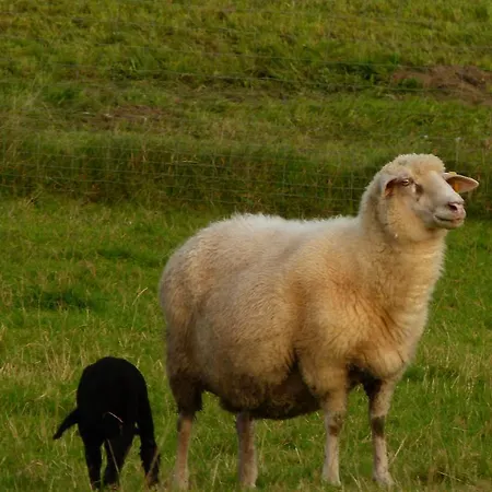 여관 Landgasthof Entenwirt