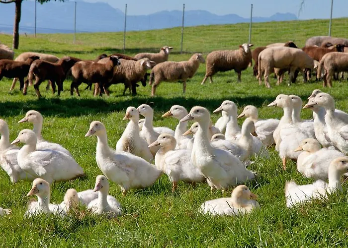 Herberg Landgasthof Entenwirt Tarsdorf